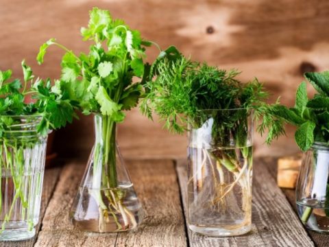 How to Keep Herbs Fresh for Longer