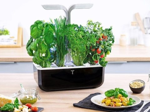 More Freshness in the Kitchen: Recipes and Handy Tips